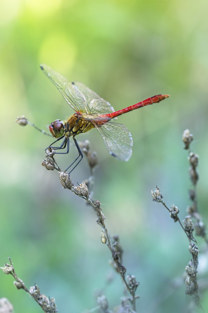 colors of nature von Fabrizio Daminelli