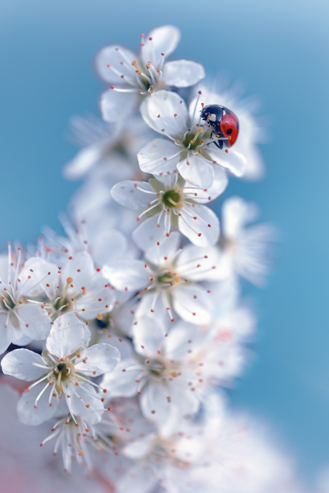 Spring von Fabrizio Daminelli