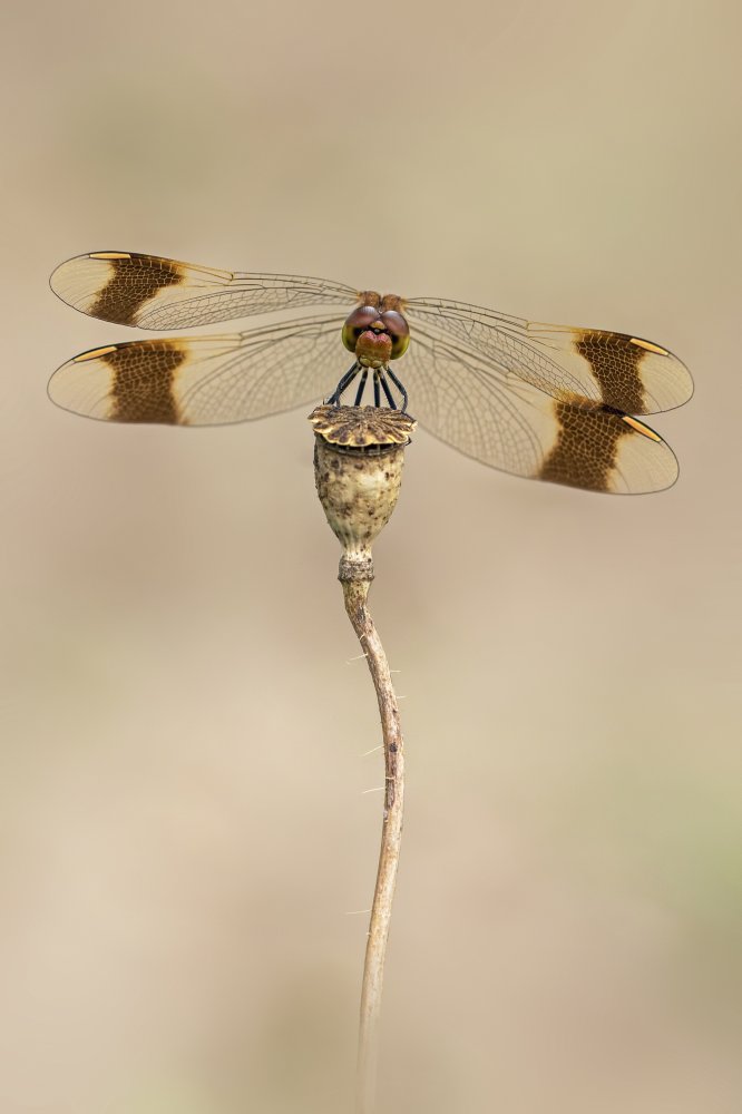 Banded Darter von Fabrizio Daminelli