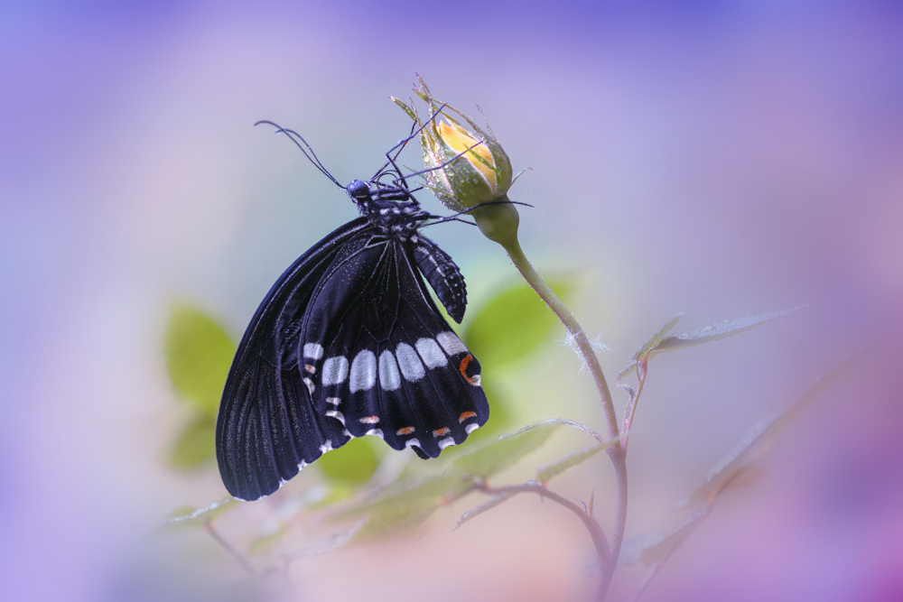 Common Mormon von Fabrizio Daminelli