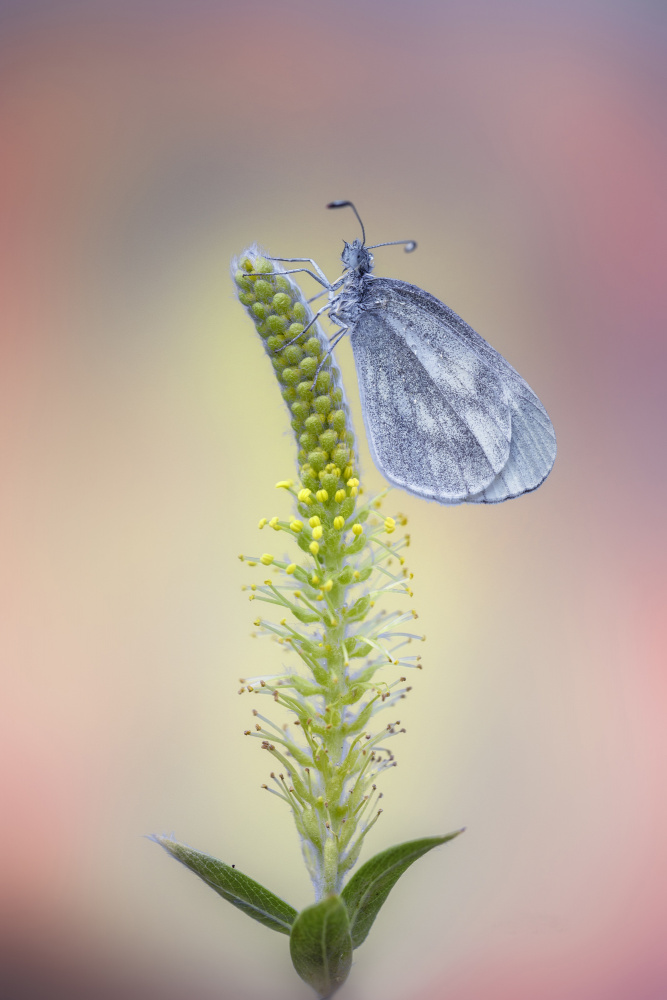 Wood White von Fabrizio Daminelli