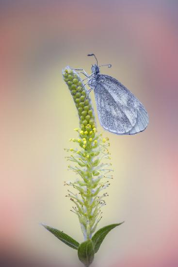 Wood White