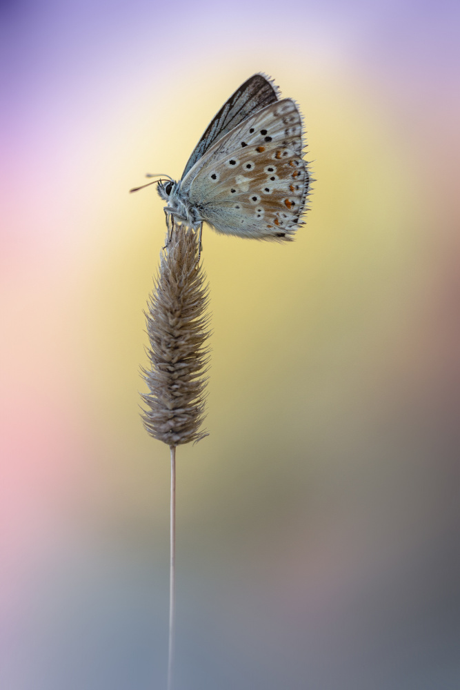 Chalk-hill Blue von Fabrizio Daminelli