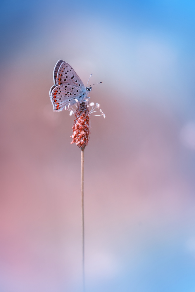 Lycaena tityrus von Fabrizio Daminelli