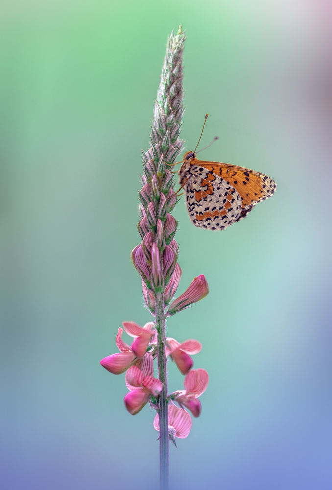 Melitaea didyma von Fabrizio Daminelli