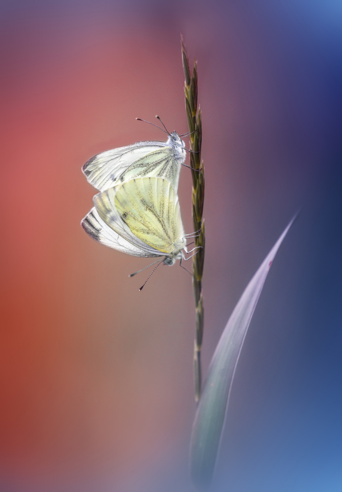 Pieris napi von Fabrizio Daminelli