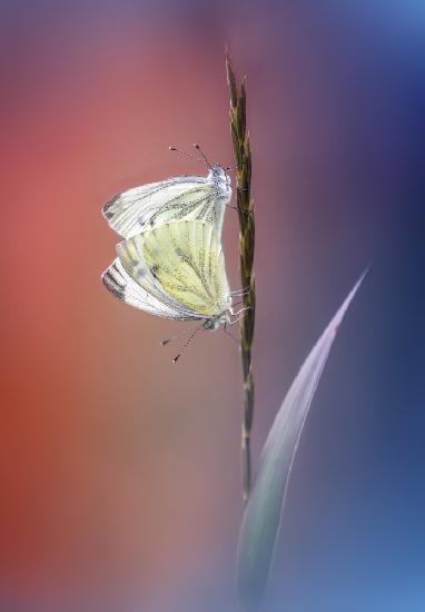 Pieris napi