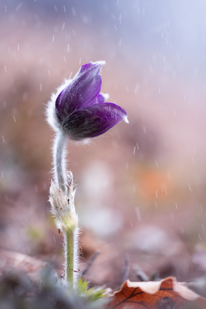 rain von Fabrizio Daminelli