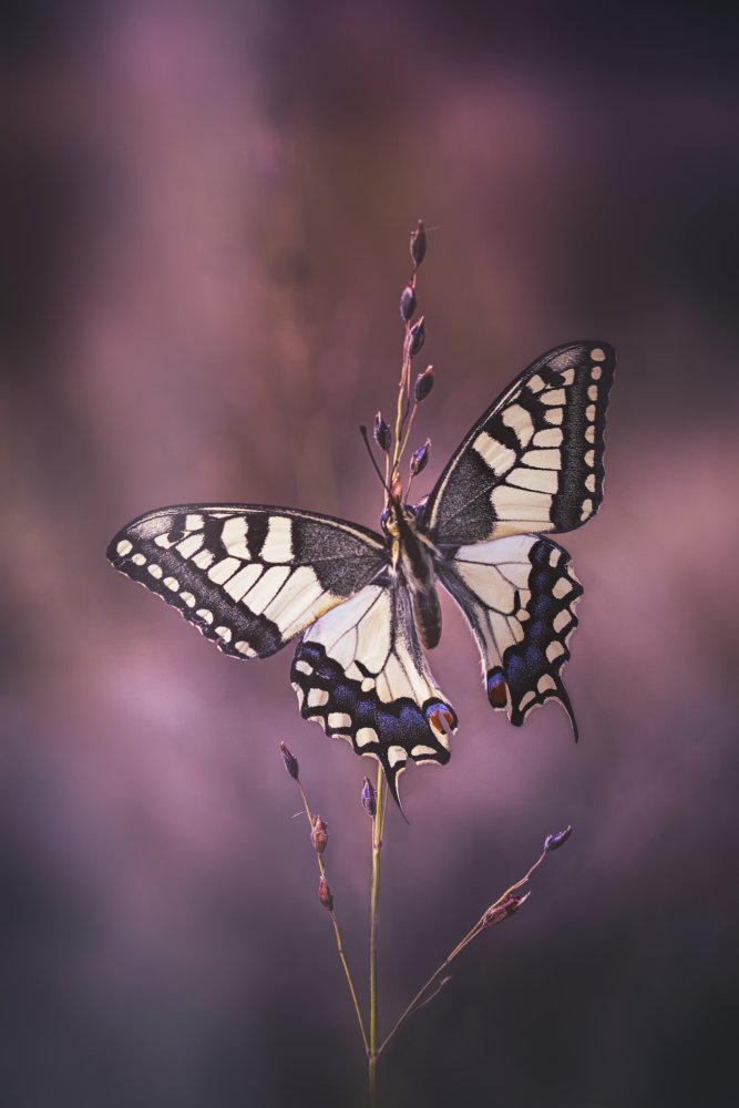 Swallowtail...the King von Fabrizio Daminelli