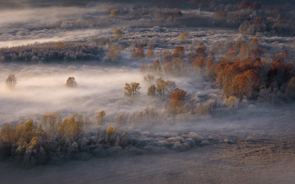 swamp forest von Fabrizio Daminelli