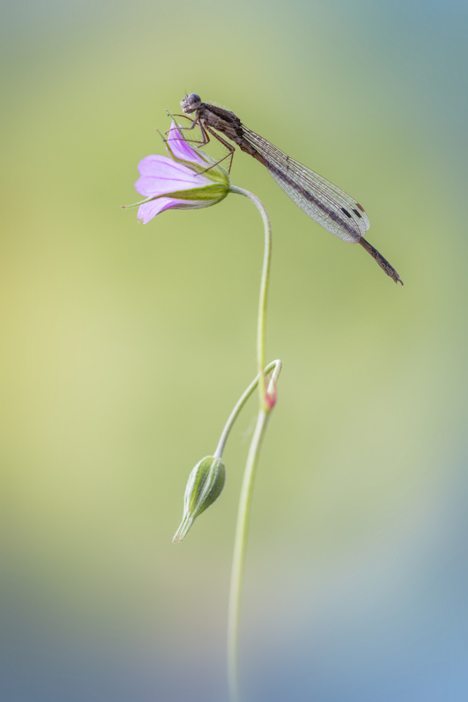 Sympecma fusca von Fabrizio Daminelli