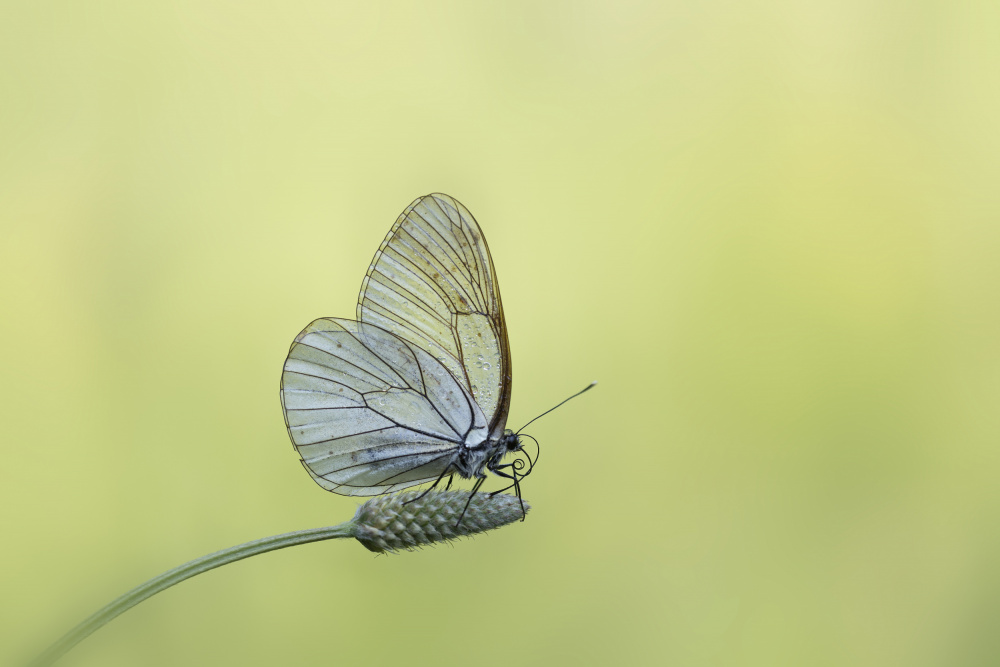 transparency von Fabrizio Daminelli