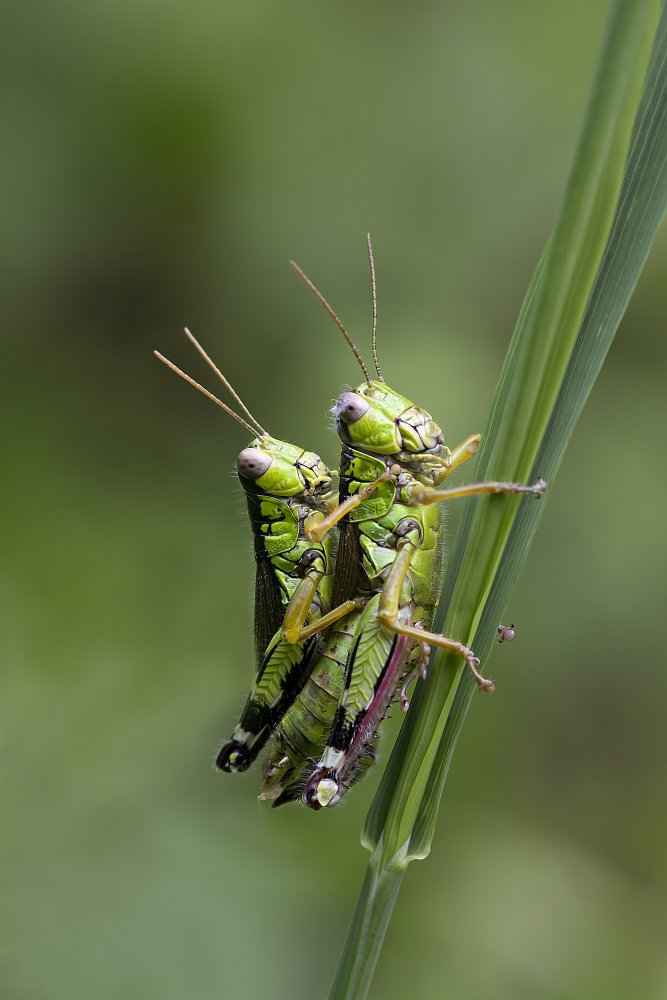 love bugs von Fabrizio Daminelli