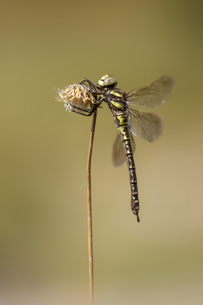 female von Fabrizio Daminelli