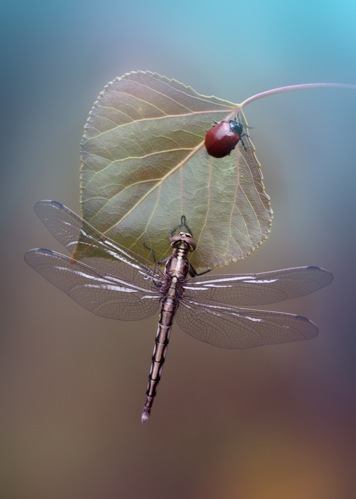 White-tailed Skimmer von Fabrizio Daminelli