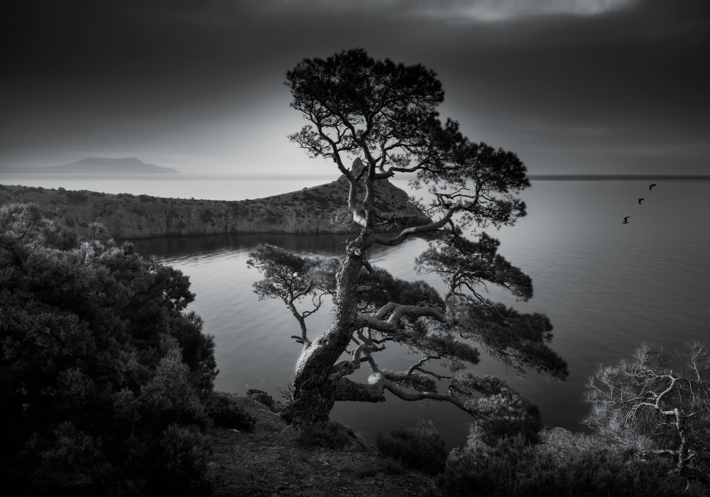 Trees von Fabrizio Massetti