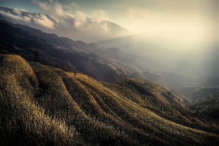 The rice fields