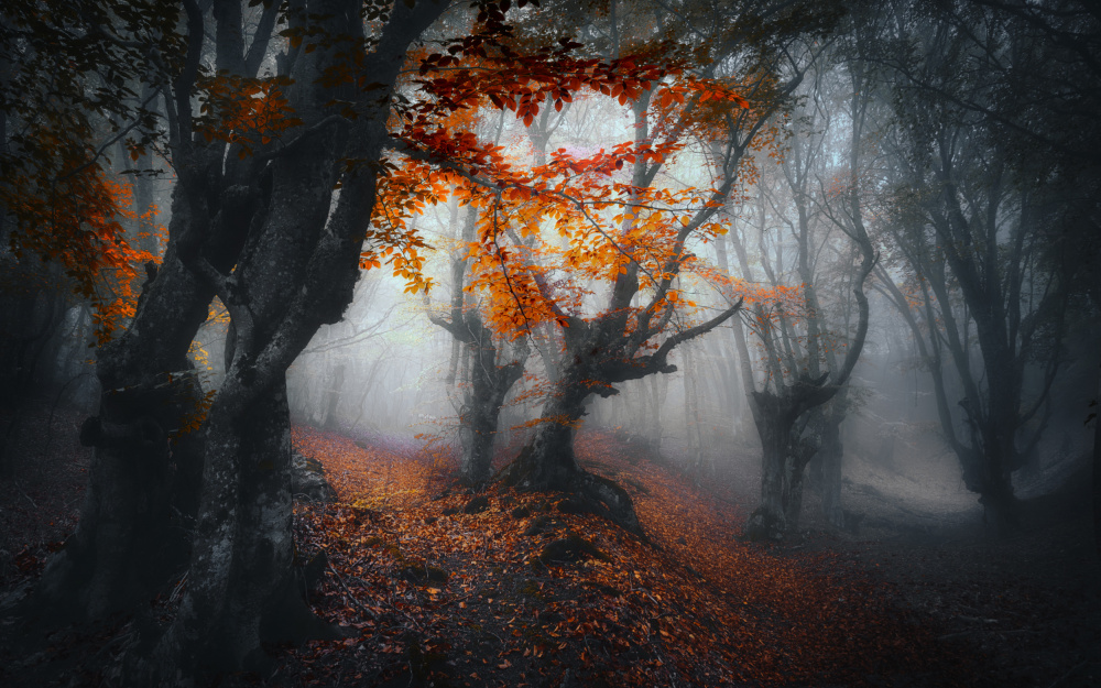 Autumn colors. von Fabrizio Massetti