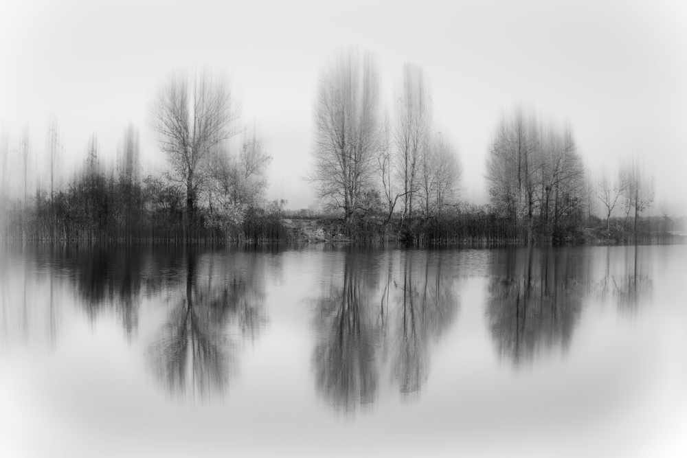 Reflected trees von Fabrizio Massetti