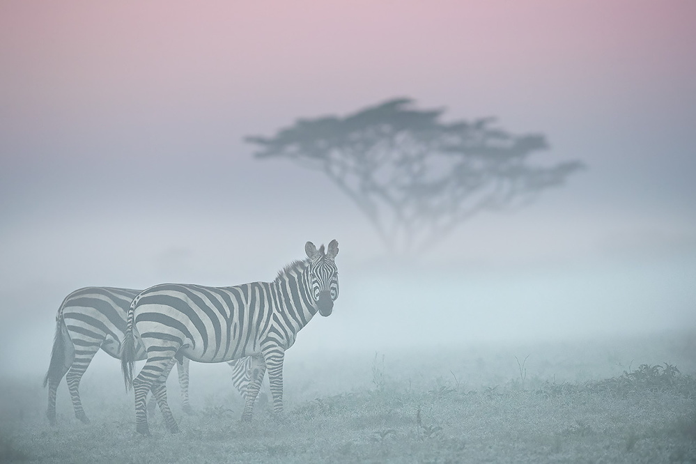 African fog von Fabrizio Moglia