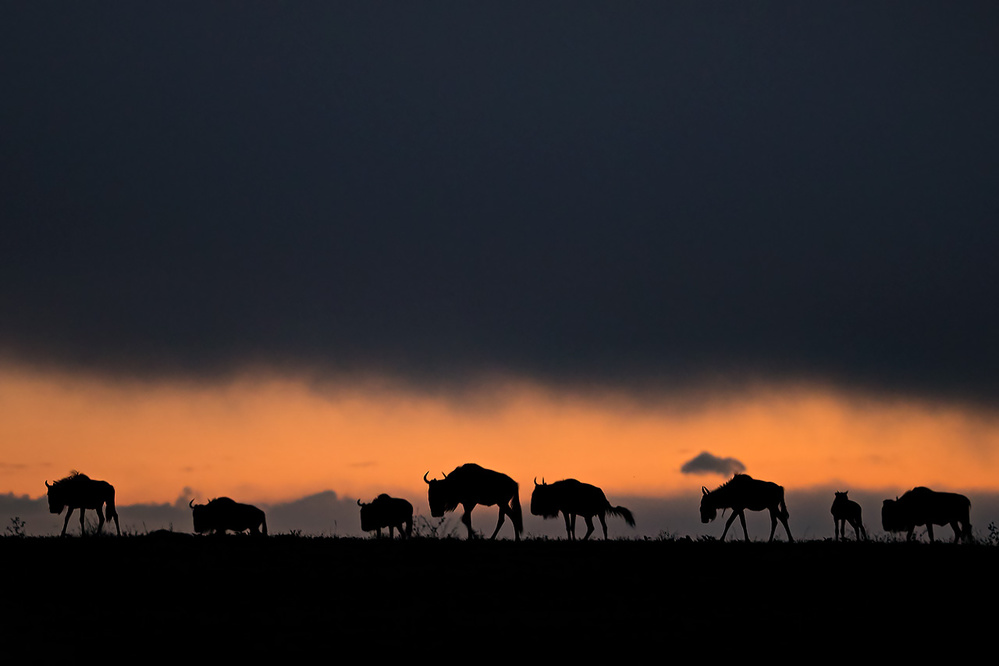 First light in Africa von Fabrizio Moglia