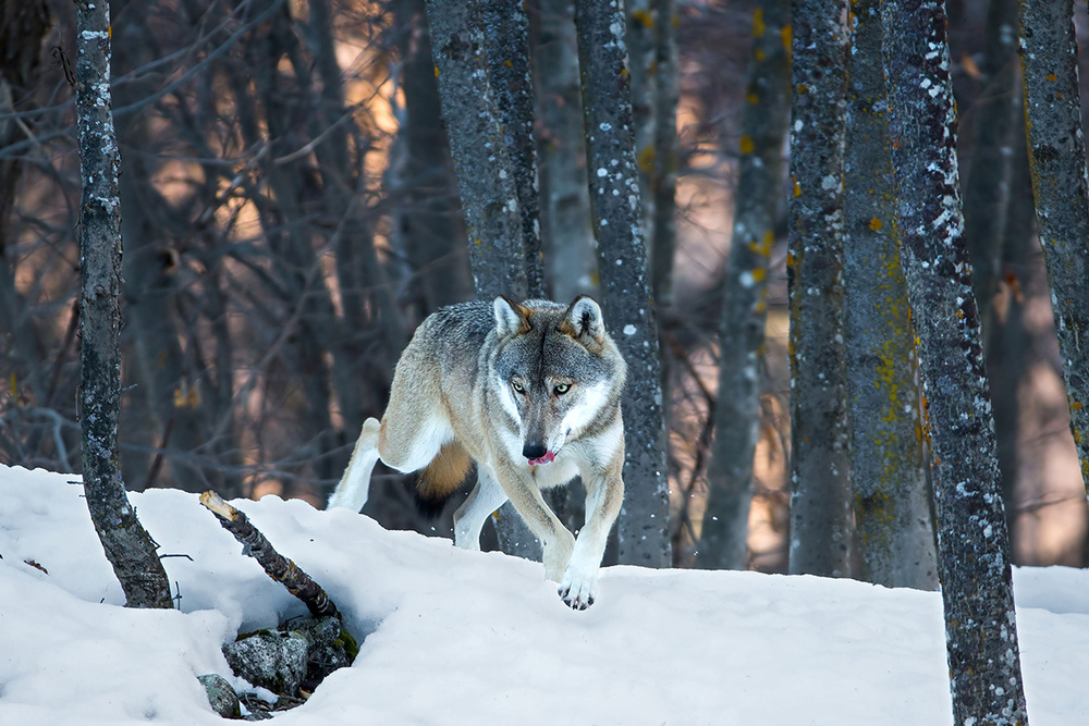 Italian wolf von Fabrizio Moglia