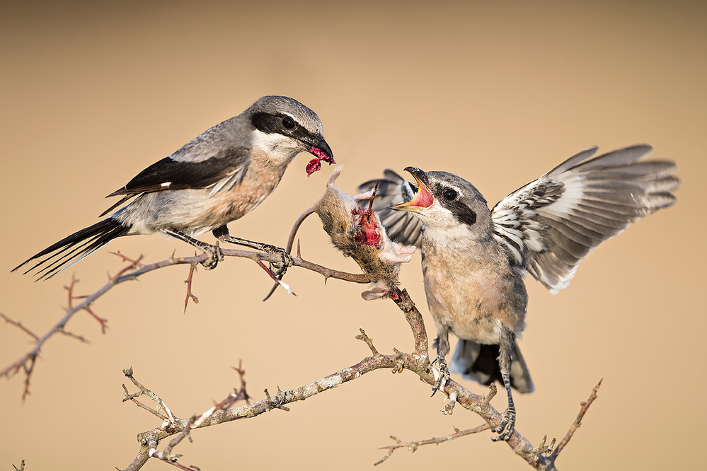 Out of the nest von Fabrizio Moglia