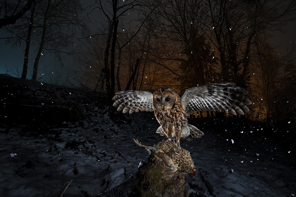 Tawny owl red in a snow storm von Fabrizio Moglia