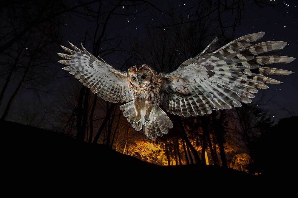 Tawny owl and the false fire von Fabrizio Moglia