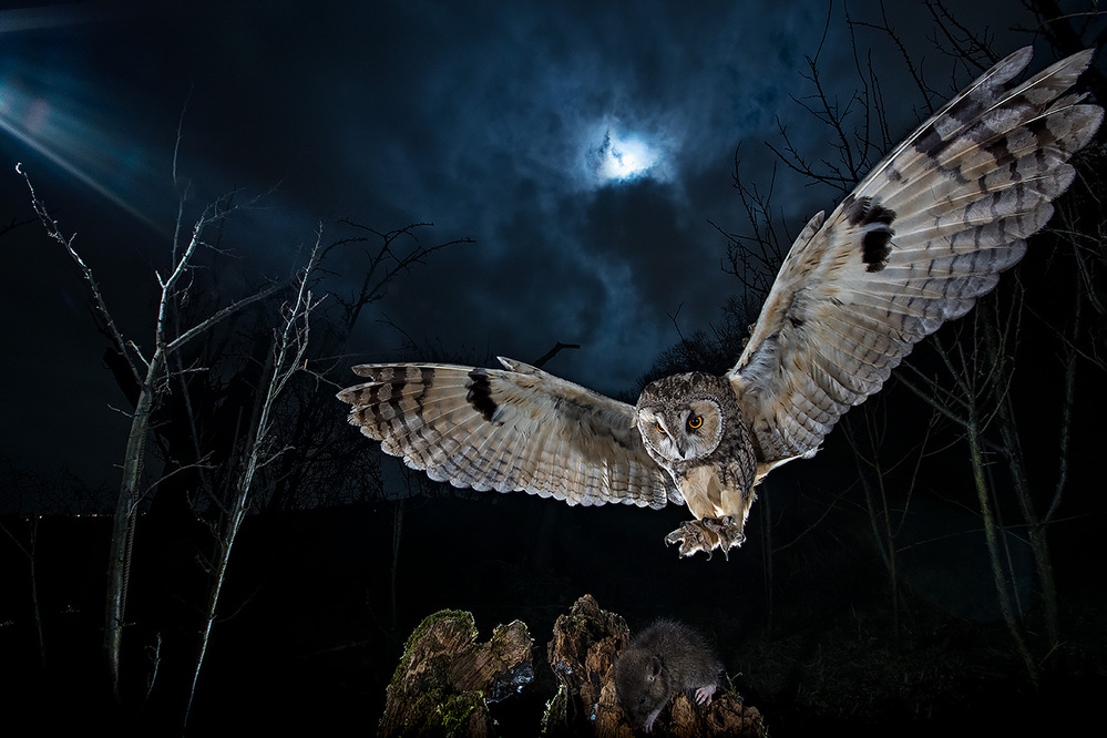 Long eared owl von Fabrizio Moglia