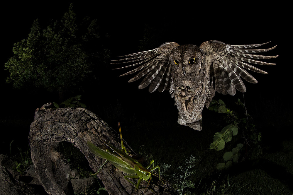 Scops owl von Fabrizio Moglia