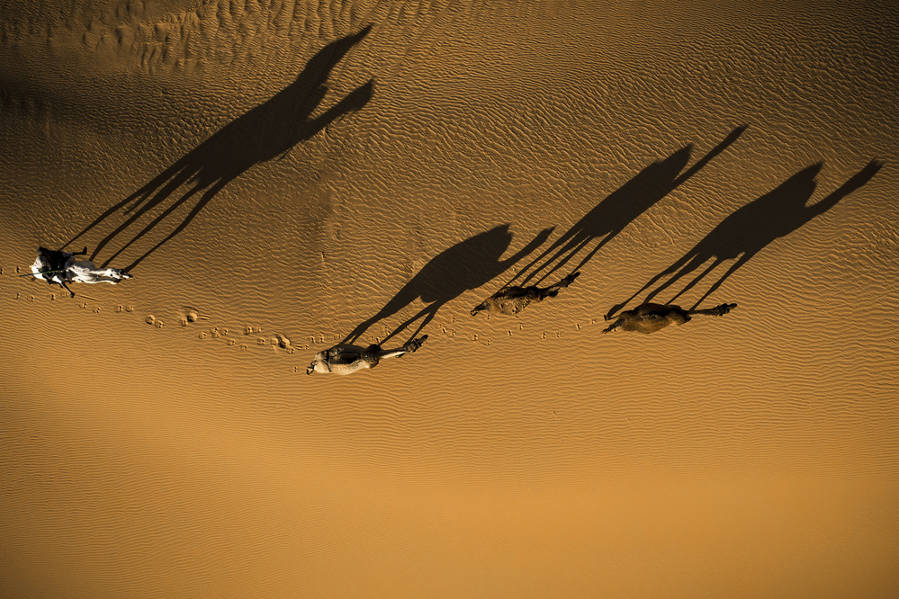 Friend camels von Fahad Alhussain