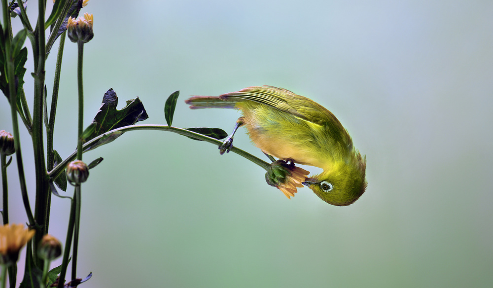 Acrobat von Fahmi Bhs