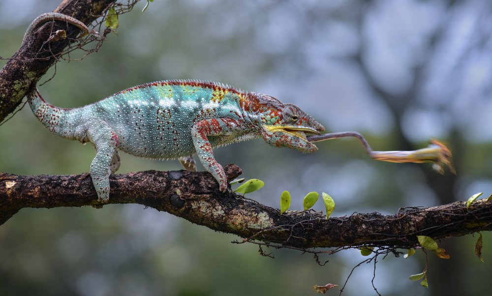 Chameleon von Fahmi Bhs