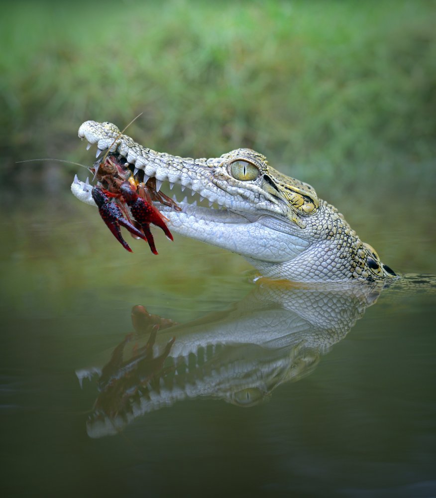 Crayfish von Fahmi Bhs