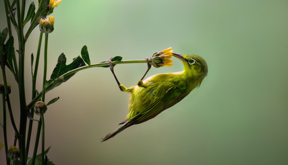 Hanging von Fahmi Bhs