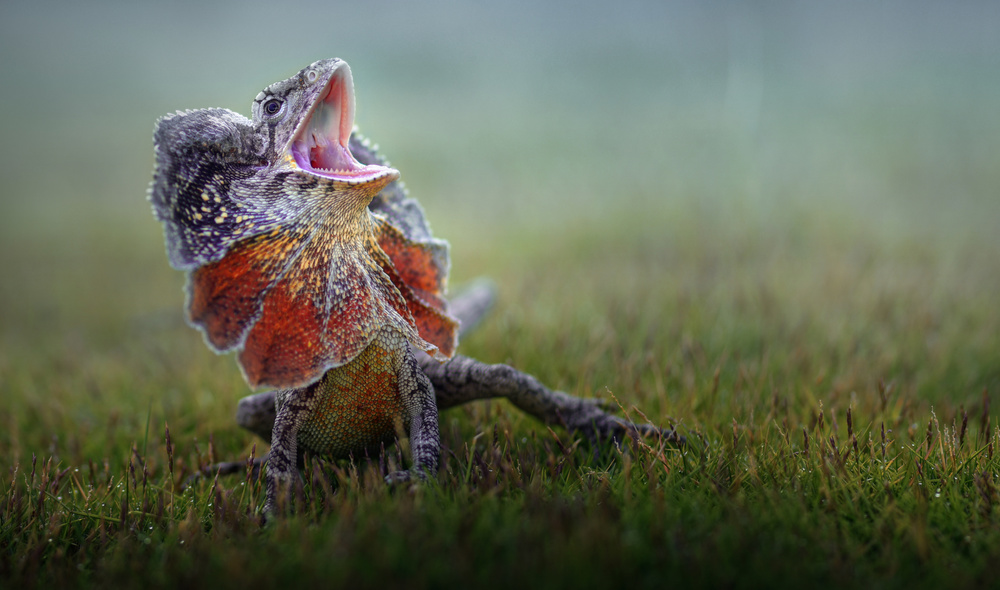 Frilled Dragon von Fahmi Bhs