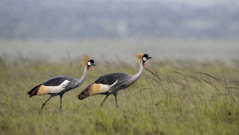 Crane von Fahri Tunc