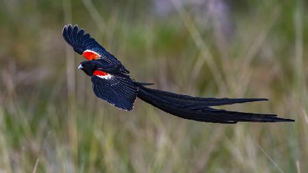 Long tailed widowbird