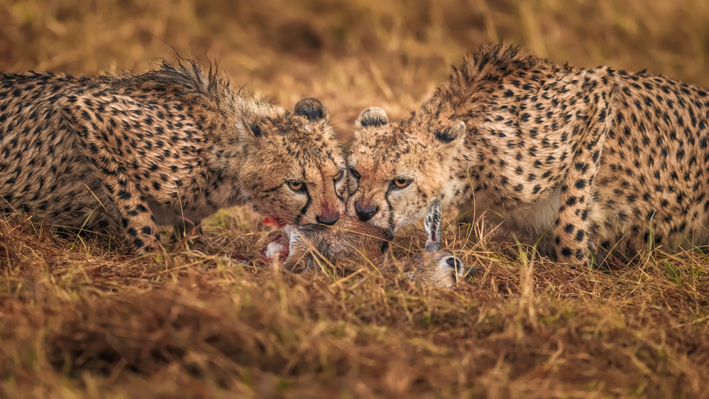 Having Dinner von Faisal ALnomas