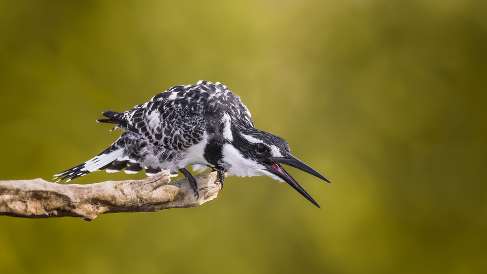 Hungry KingFisher von Faisal ALnomas