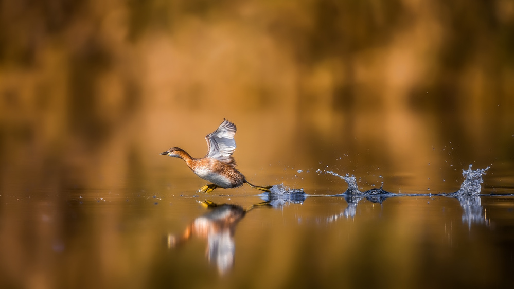 Running over The Water von Faisal ALnomas