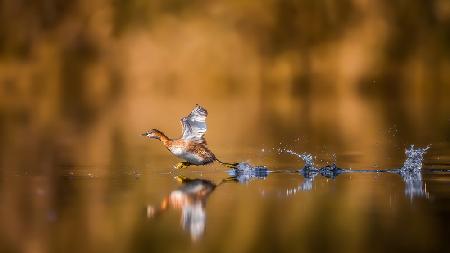 Running over The Water