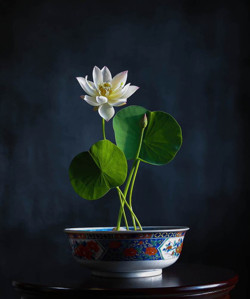 Bowl Lotus von Fangping zhou