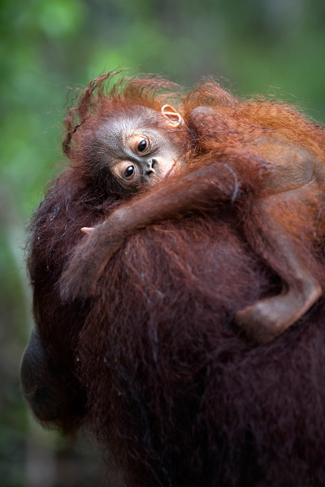 Lying on the mom shoulder von Faqih Zabach