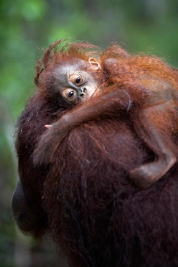 Lying on the mom shoulder