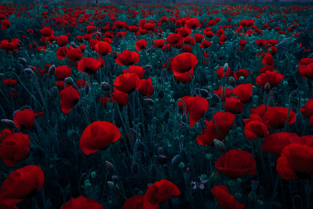 Symphony of flowers von Farid Kazamil