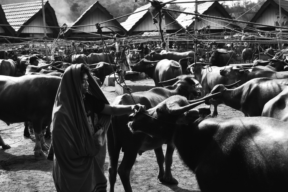 Buffalo market von Farid Yuwono