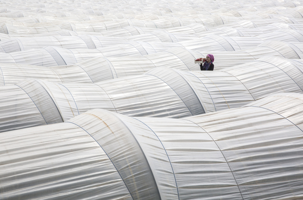 strawberry greenhouse von Fatma Demir