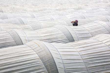 strawberry greenhouse